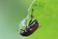 Phyllopertha horticola