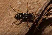 Plagionotus arcuatus