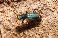 Clanoptilus elegans