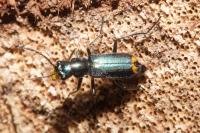 Clanoptilus elegans