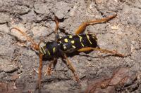Plagionotus arcuatus