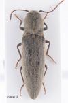 Synaptus filiformis