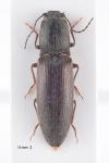 Athous haemorrhoidalis
