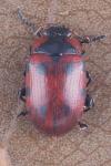 Gonioctena