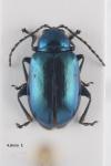 Altica tamaricis