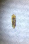 Altica tamaricis