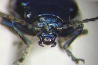 Altica tamaricis
