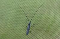 Calamobius filum