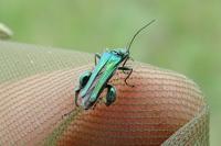 Oedemera nobilis