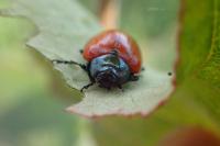 Chrysomela populi