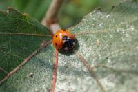 Coccinella septempunctata