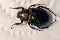 Gnorimus nobilis