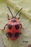 Endomychus coccineus
