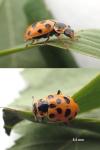 Hippodamia tredecimpunctata