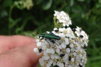 Oedemera nobilis