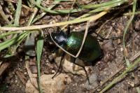 Calosoma sycophanta