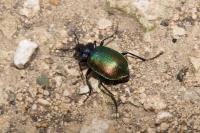Calosoma sycophanta