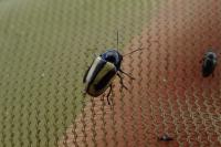 Cryptocephalus vittatus