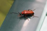 Stictoleptura rubra