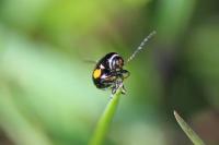 Cryptocephalus moraei
