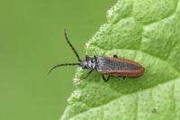 Omalisus fontisbellaquei