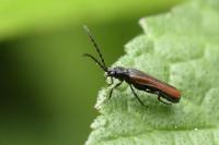 Omalisus fontisbellaquei