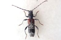 Anaglyptus mysticus