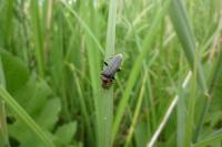 Cantharis fusca