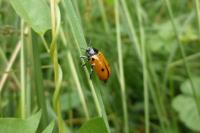 Clytra quadripunctata