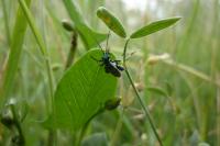 Oedemera nobilis