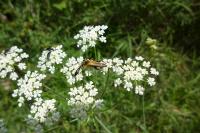 Oedemera podagrariae