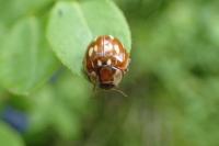 Myzia oblongoguttata