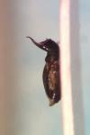 Cryptocephalus sericeus