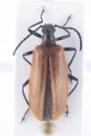 Lagria atripes