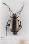 Calomicrus circumfusus