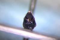 Cryptocephalus sericeus