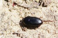 Crypticus quisquilius