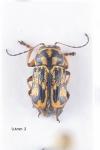Pachybrachis hieroglyphicus