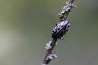 Chrysomela vigintipunctata