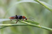 Cantharis rustica