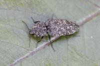 Agrypnus murinus