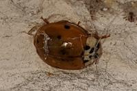 Harmonia axyridis