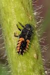 Harmonia axyridis