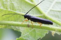 Oberea linearis