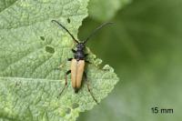 Stictoleptura rubra