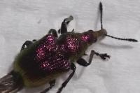 Rhynchites auratus