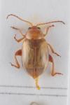 Aphthona cyparissiae
