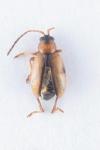 Longitarsus brisouti