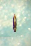 Longitarsus brisouti