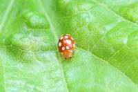 Vibidia duodecimguttata